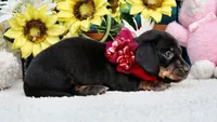 Luna, a female Miniature Dachshund for sale in Milan, IN – 4 of 6
