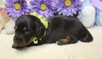 Callie, a female Miniature Dachshund for sale in Milan, IN – 3 of 8