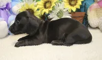Mo, a male Miniature Dachshund for sale in Milan, IN – 2 of 6