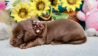 Tessa, a female Miniature Dachshund for sale in Milan, IN – 5 of 7