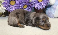Ella, a female Miniature Dachshund for sale in Milan, IN – 5 of 6