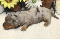 Harper, a female Miniature Dachshund for sale in Milan, IN – 7 of 8