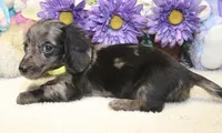 Lucas, a male Miniature Dachshund for sale in Milan, IN – 7 of 8
