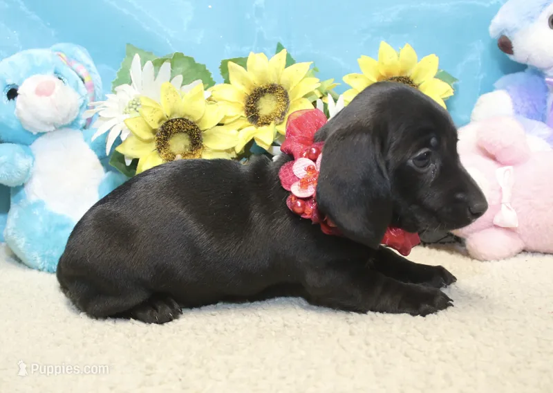 Tianna  – Miniature Dachshund puppy for sale in Milan, IN