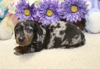 Gus, a male Miniature Dachshund for sale in Milan, IN – 6 of 8