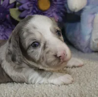 Dutton, a male Miniature Dachshund for sale in Milan, IN – Photo 2 of 8