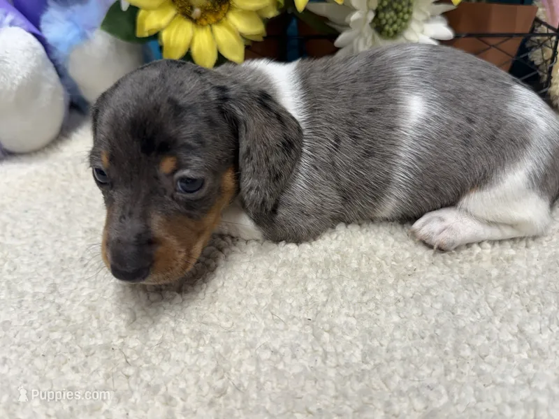 Coop – Miniature Dachshund puppy for sale in Milan, IN