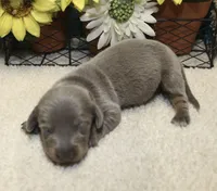 Ella, a female Miniature Dachshund for sale in Milan, IN – 1 of 8