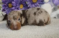 Finn, a male Miniature Dachshund for sale in Milan, IN – Photo 4 of 8