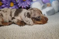 Finn, a male Miniature Dachshund for sale in Milan, IN – Photo 8 of 8