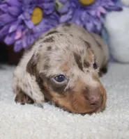 Finn, a male Miniature Dachshund for sale in Milan, IN – Photo 6 of 8
