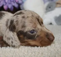 Finn, a male Miniature Dachshund for sale in Milan, IN – Photo 2 of 8