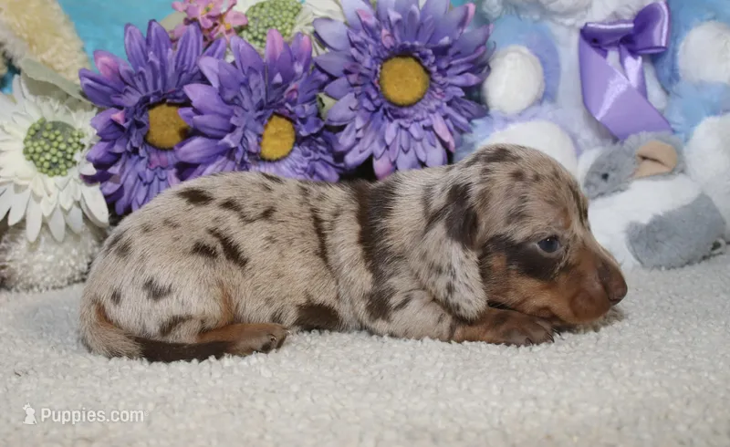 Finn – Miniature Dachshund puppy for sale in Milan, IN