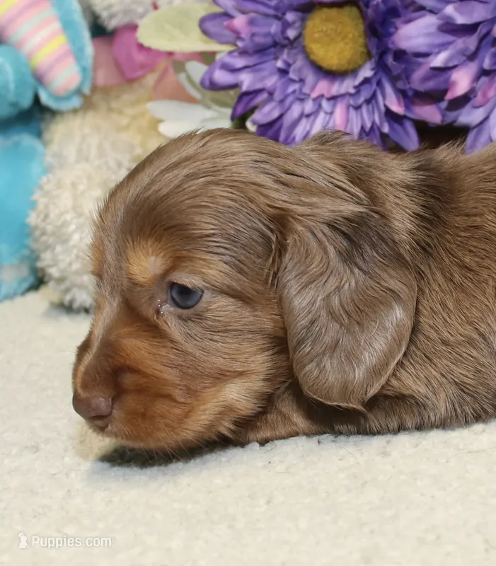 Olivia – Miniature Dachshund puppy for sale in Milan, IN