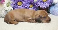 Ford, a male Miniature Dachshund for sale in Milan, IN – 5 of 7