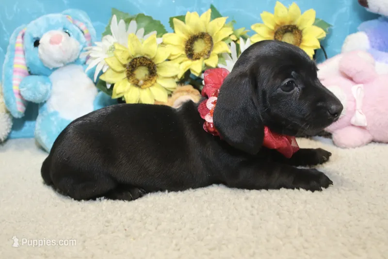 Tianna  – Miniature Dachshund puppy for sale in Milan, IN