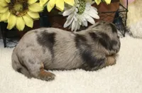Harper, a female Miniature Dachshund for sale in Milan, IN – 3 of 8