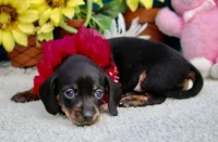 Luna, a female Miniature Dachshund for sale in Milan, IN – 2 of 6