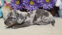 Hank, a male Miniature Dachshund for sale in Milan, IN – 3 of 8