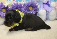 Callie, a female Miniature Dachshund for sale in Milan, IN – 7 of 8