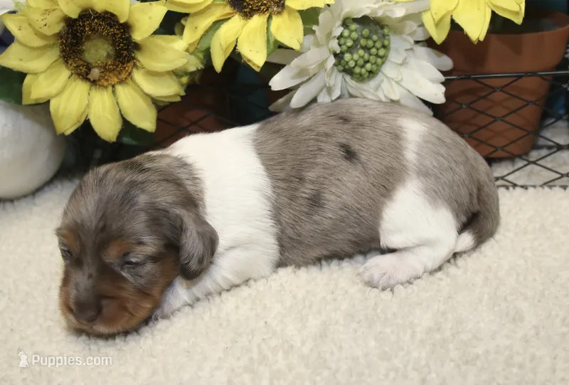 Camila  – Miniature Dachshund puppy for sale in Milan, IN