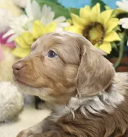 Hudson, a male Miniature Dachshund for sale in Milan, IN – 2 of 8