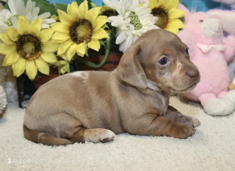 Grace – Miniature Dachshund puppy for sale in Milan, IN