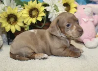 Grace, a female Miniature Dachshund for sale in Milan, IN – 1 of 9