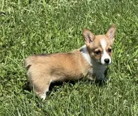 AKC Rita, a female Pembroke Welsh Corgi for sale in Milan, IN – 7 of 7