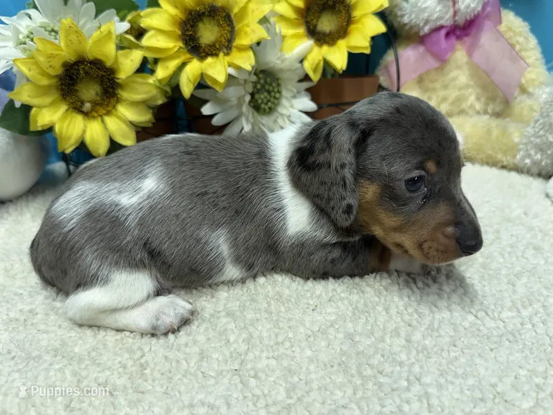 Coop – Miniature Dachshund puppy for sale in Milan, IN