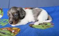 Buz, a male Miniature Dachshund for sale in Milan, IN – 4 of 4
