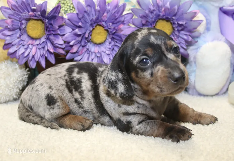 Gus – Miniature Dachshund puppy for sale in Milan, IN