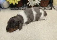 Coop, a male Miniature Dachshund for sale in Milan, IN – 6 of 8