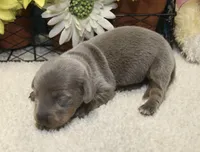 Ella, a female Miniature Dachshund for sale in Milan, IN – 4 of 8