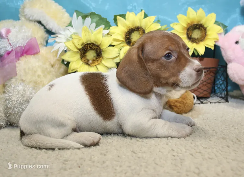 Jazz – Miniature Dachshund puppy for sale in Milan, IN