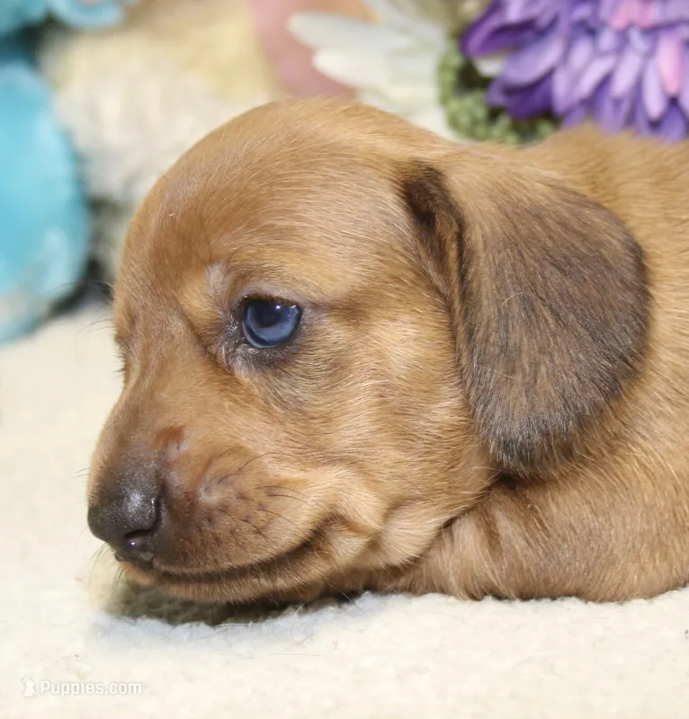 Ford – Miniature Dachshund puppy for sale in Milan, IN