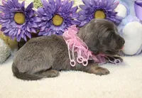Ava, a female Miniature Dachshund for sale in Milan, IN – 4 of 8