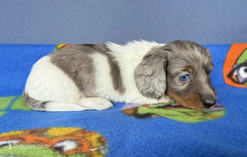 Buz – Miniature Dachshund puppy for sale in Milan, IN