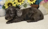 Jess, a male Miniature Dachshund for sale in Milan, IN – 2 of 8
