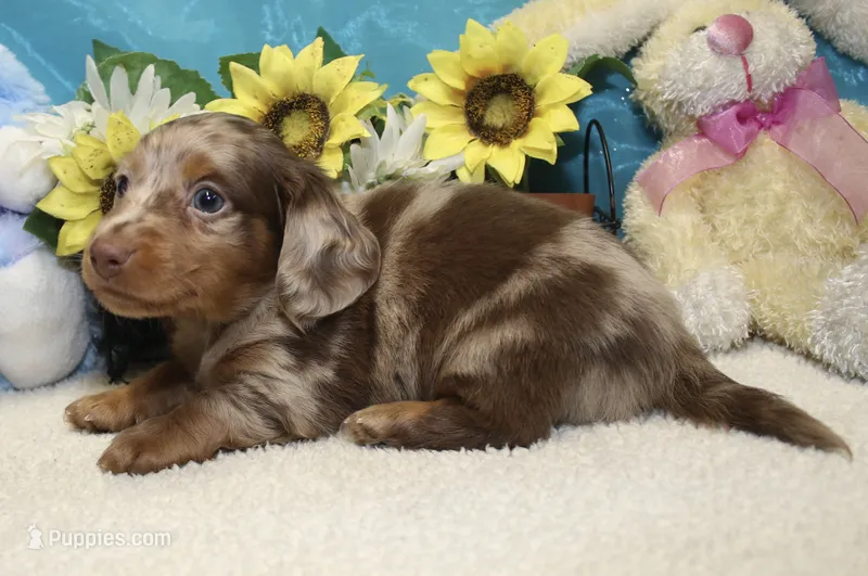 Frank – Miniature Dachshund puppy for sale in Milan, IN