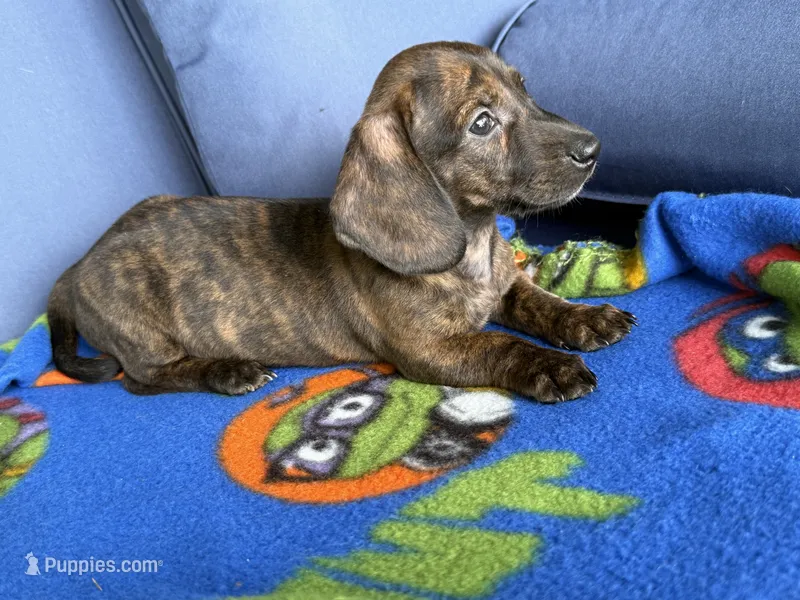 Wally – Miniature Dachshund puppy for sale in Milan, IN