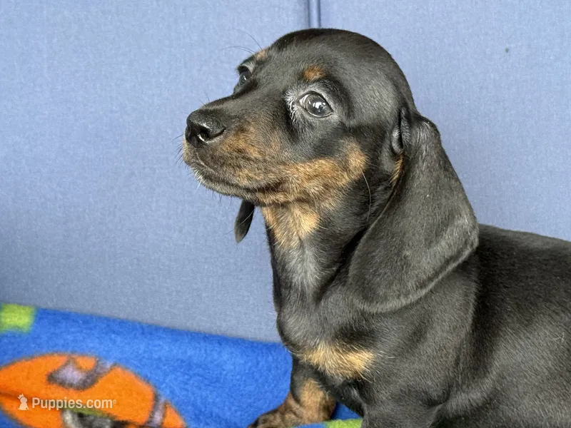Ollie – Miniature Dachshund puppy for sale in Milan, IN