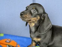 Ollie, a male Miniature Dachshund for sale in Milan, IN – 1 of 8