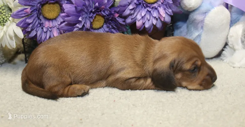 Ford – Miniature Dachshund puppy for sale in Milan, IN
