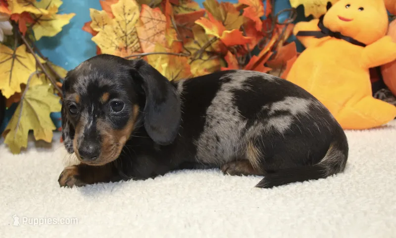 Hud – Miniature Dachshund puppy for sale in Milan, IN