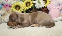 Grace, a female Miniature Dachshund for sale in Milan, IN – 8 of 9