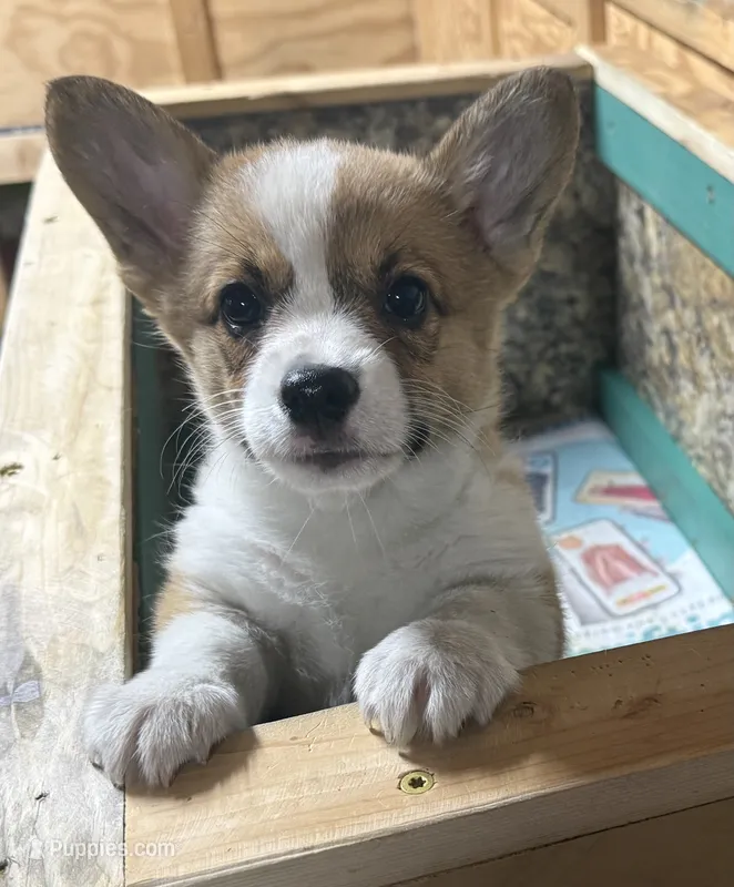 AKC Rita – Pembroke Welsh Corgi puppy for sale in Milan, IN