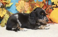 Willow, a female Miniature Dachshund for sale in Milan, IN – 5 of 8