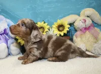 Frank, a male Miniature Dachshund for sale in Milan, IN – 4 of 5
