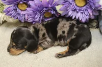 Bowie, a male Miniature Dachshund for sale in Milan, IN – 6 of 8